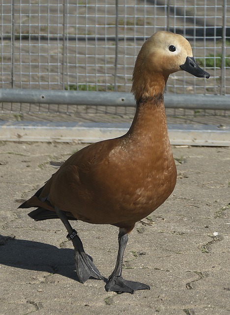 Giann
